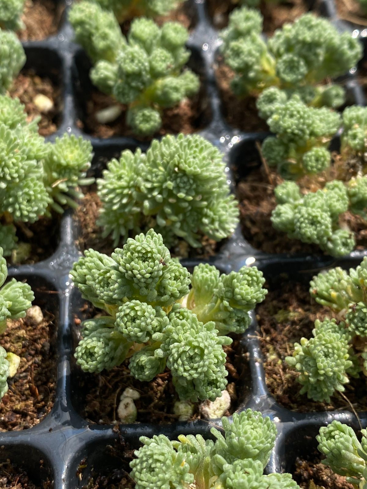 赤鳳 サボテン 【樹高:約55cm】フェロカクタス 大株 12号鉢 Jun20 赤鳳 サボテン 【樹高:約55cm】フェロカクタス 大株 12号鉢 Jun20 観葉