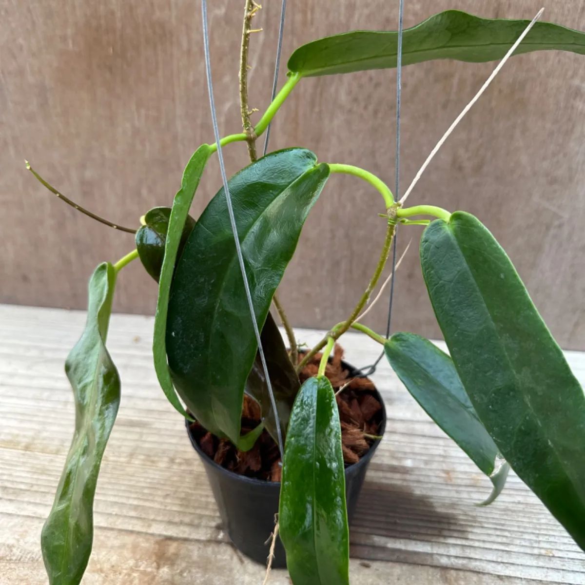 ホヤ アルクボルディアナ② Hoya archboldiana サクララン 桜蘭 現品