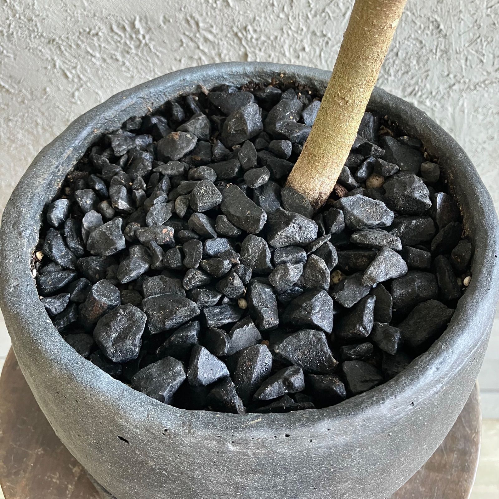 美形 螺旋 曲がり仕立て フィカス フランスゴム 7号 テラコッタ性