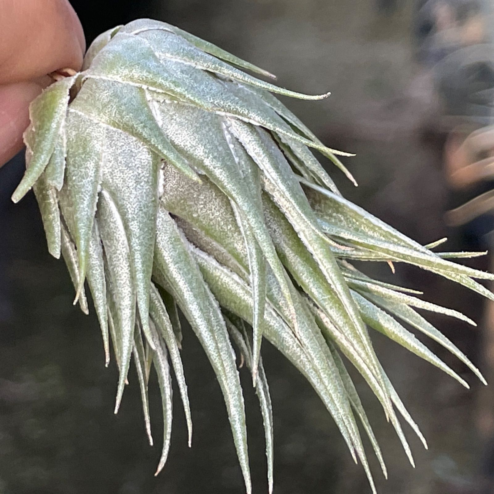 KN 1円！ ティランジア カウツキー（Tillandsia kautskyi） 0.8M以下