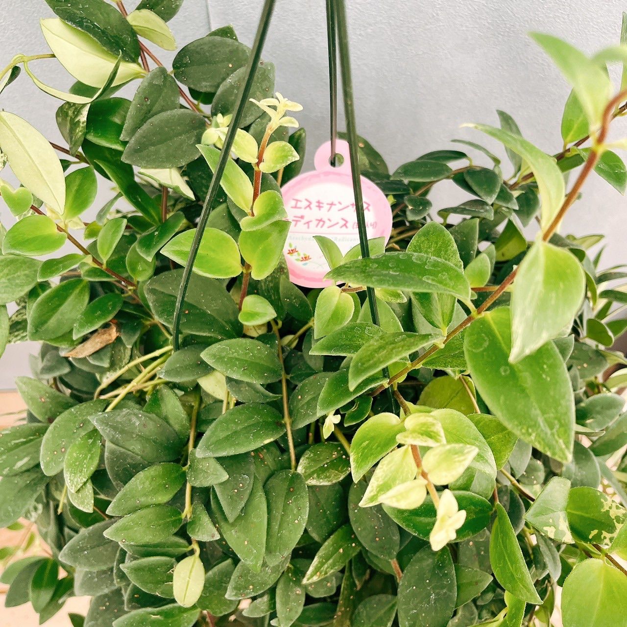 現品］36番 エスキナンサス ラディカンス 斑入り 5号 観葉植物