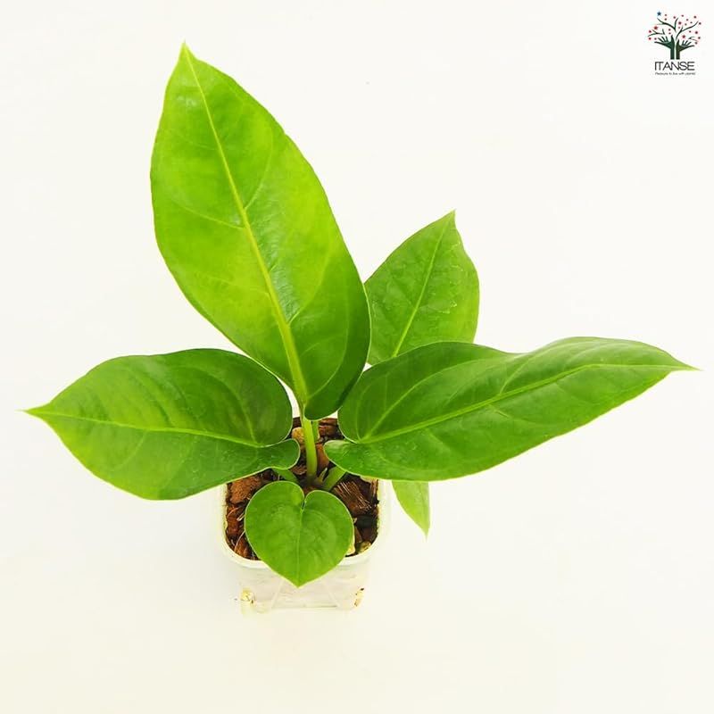 アンスリウム フーケリー