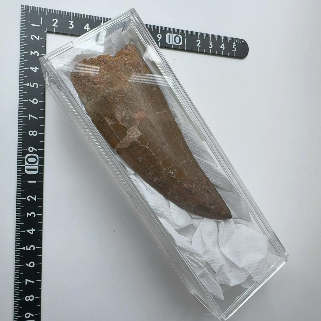 【E24838】 カルカロドントサウルス 歯化石 歯 化石 恐竜 化石標本