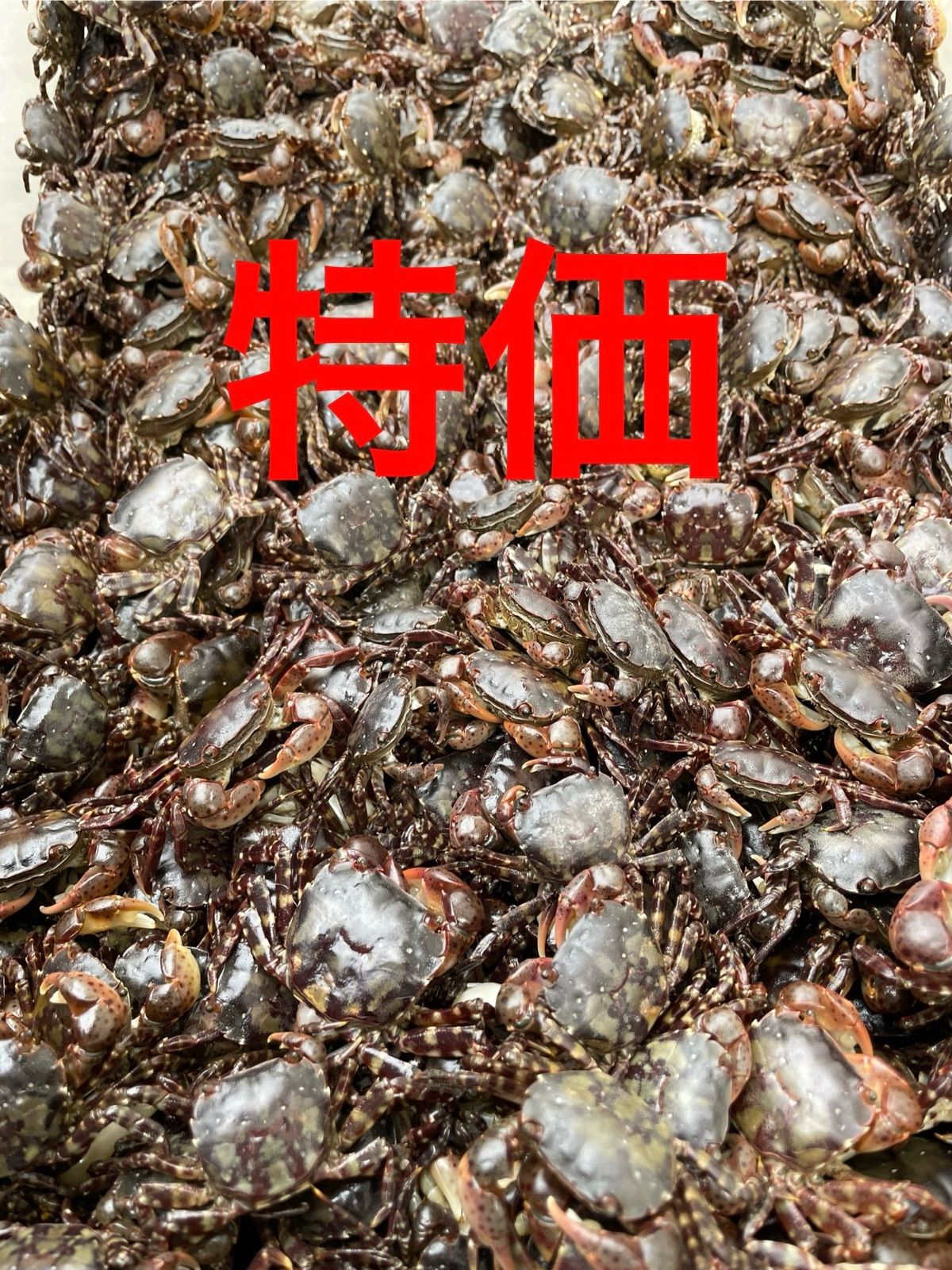 冷凍イソガニ300匹　磯ガニ　イソカニ　釣り餌　石鯛　黒鯛 冷凍イソガニ300匹 磯ガニ イソカニ 釣り餌 石鯛 黒鯛 冷凍