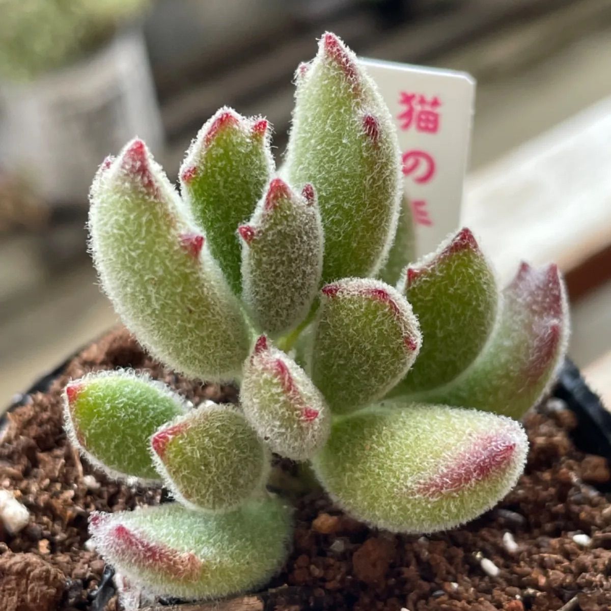 まー様専用❣️子猫の爪❣️熊童子❣️札付き❗️多肉植物 抜き苗