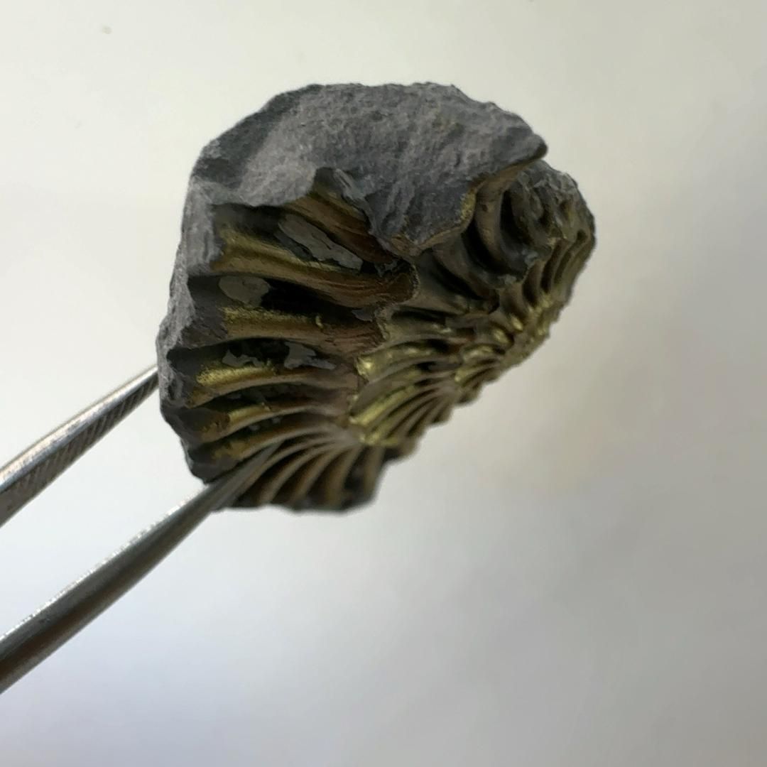 E23103】黄鉄鉱化したアンモナイト パイライト 黄鉄鉱