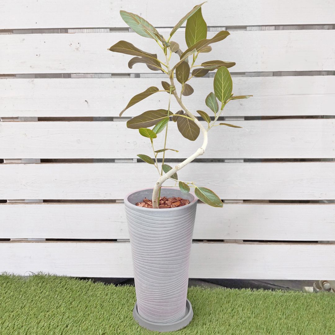 現品販売】観葉植物 フィカス・ベンガレンシス ベンガルゴム 現品販売】観葉植物 フィカス・ベンガレンシス ベンガルゴム