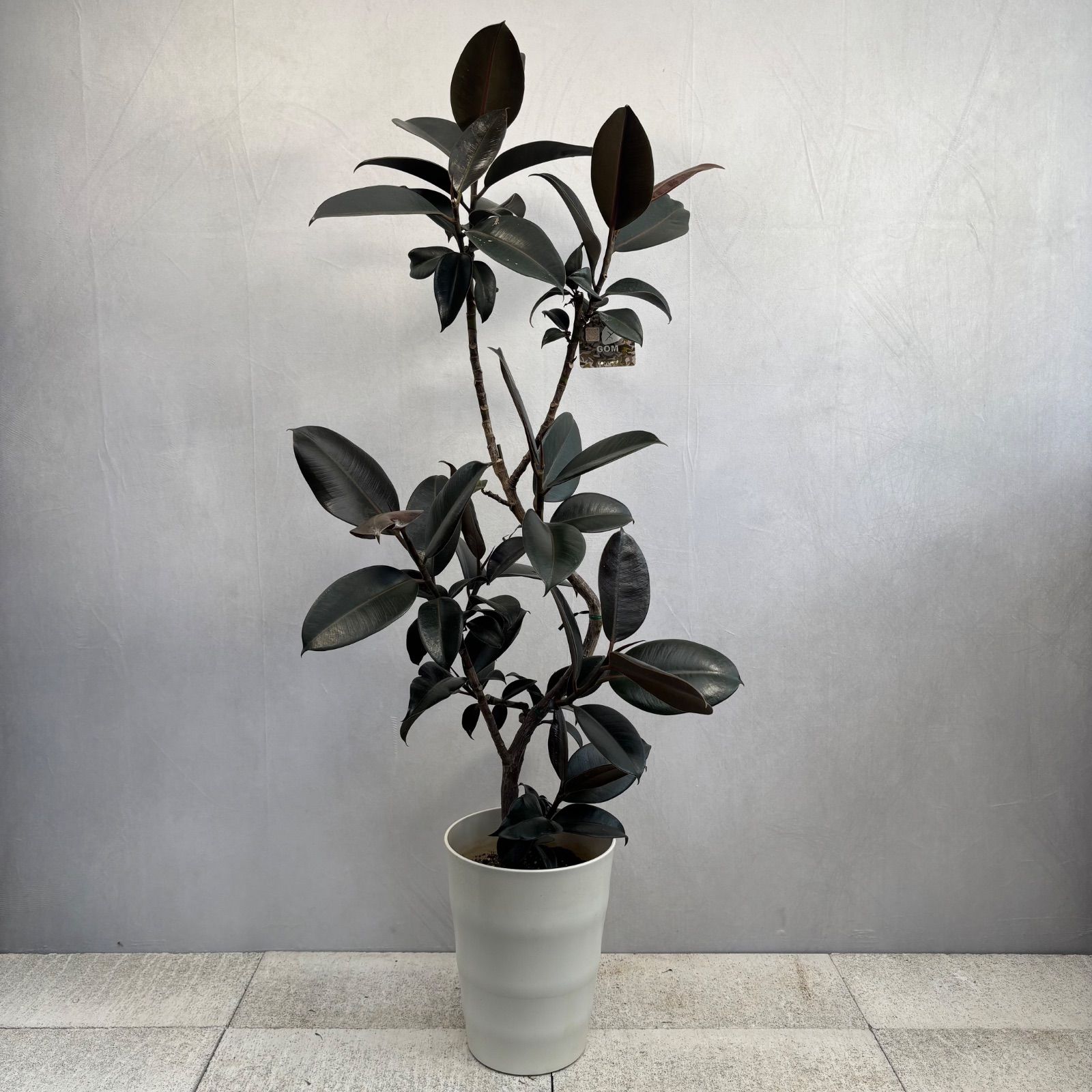 フィカス バーガンディ 曲がり 大型 観葉植物 - メルカリ