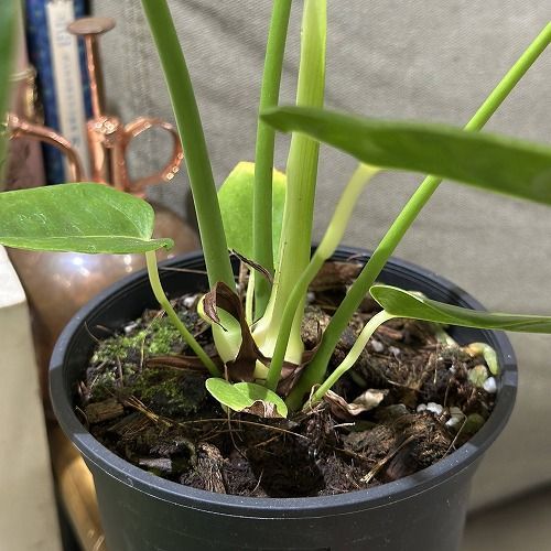 アンスリウム ベイチー 5号＊ mini様専用】アンスリウム ベイチー