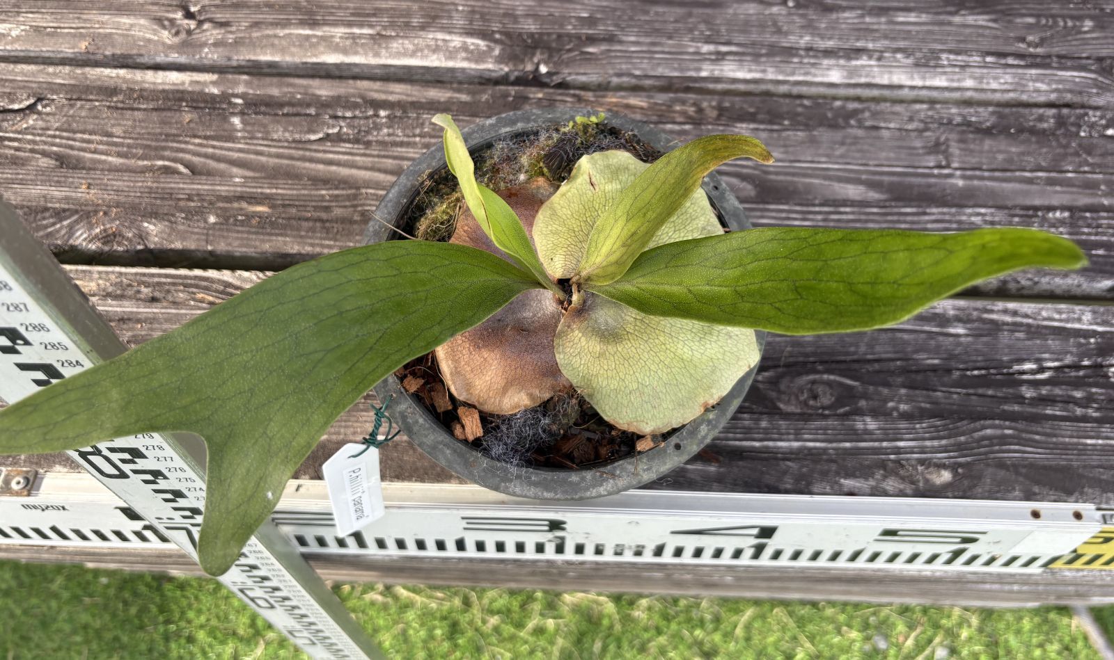 現品【ヒリー パナマ】 コウモリラン ビカクシダ ☆板付 BI0185