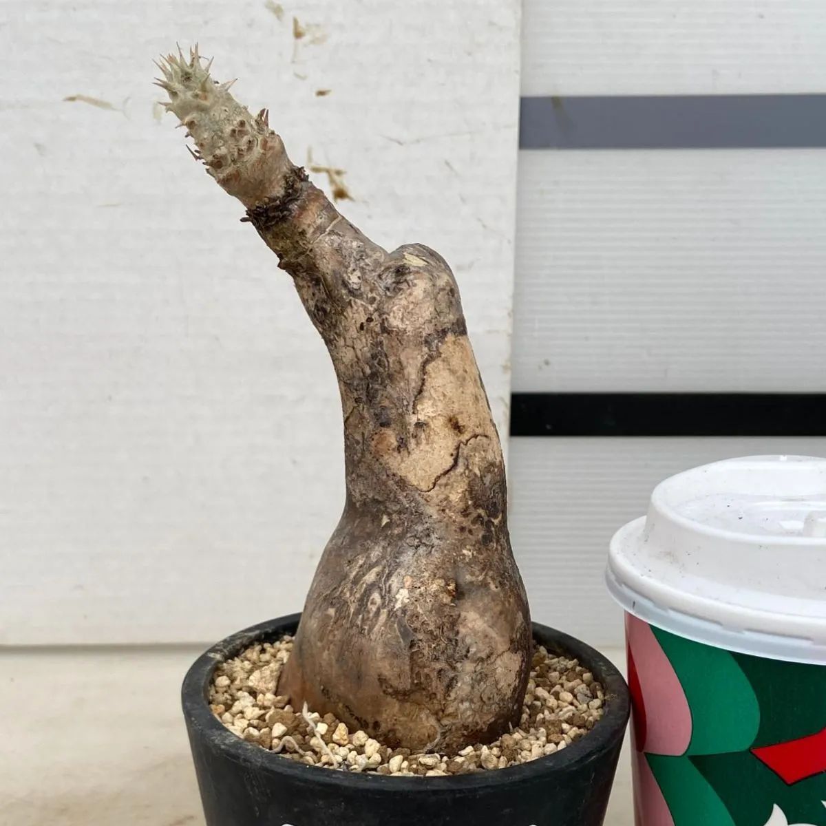 2407 「塊根植物」パキポディウム エニグマティクム 植え【発根・Pachypodium enigmaticum・多肉植物】 - メルカリ