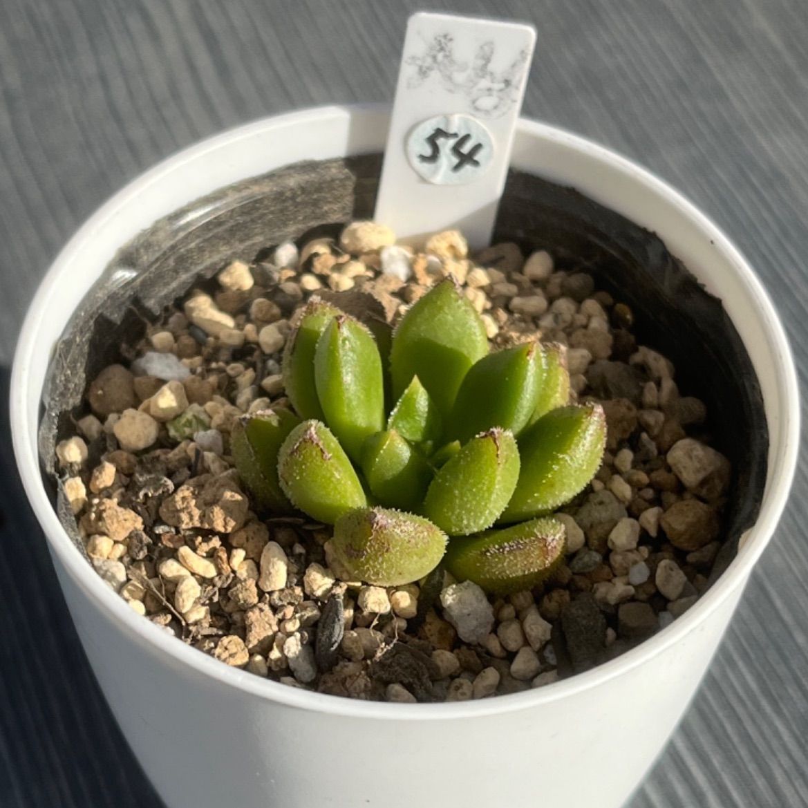 チュブス】☆多肉植物☆エケベリア☆カット苗☆ - メルカリ