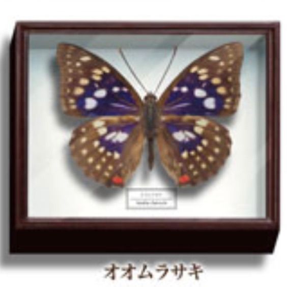 大型ドイツ箱入り希少種日本の蝶 美しい蝶とドイツ箱マグネットコレクション1蝶々ガチャガチャ