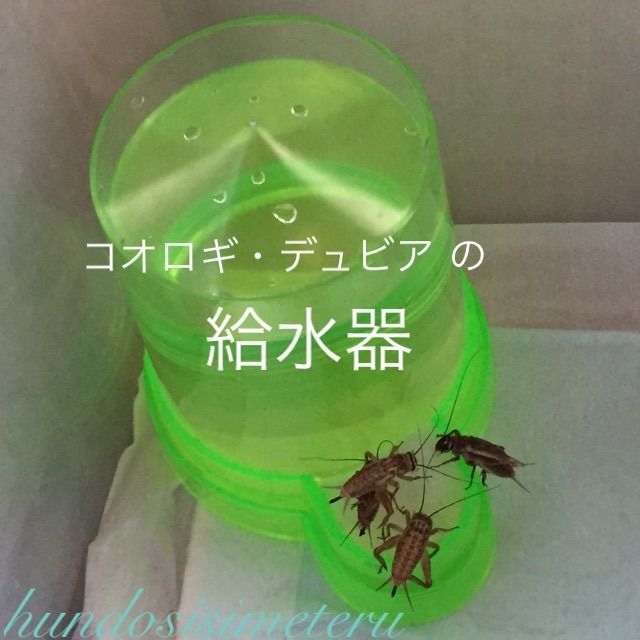 コオロギ・デュビアの給水器+エサ皿2枚セット - メルカリ