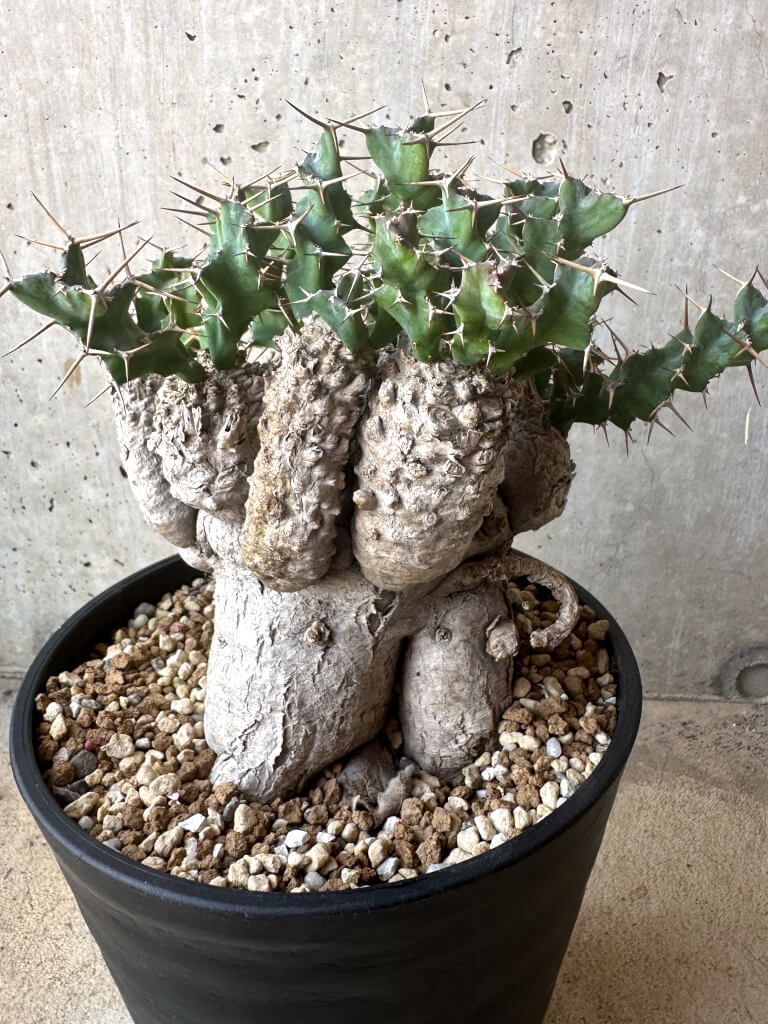 ユーフォルビア　クラビゲラ　現地球　Euphorbia clavigera 美株 現品限り】ユーフォルビア・クラビゲラ 現地株 発根済み 約1年3