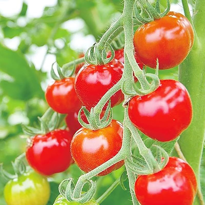ＩＴＡＮＳＥ トマトの苗 プチぷよ 赤実 接木苗 3～3.5号 品種で選べる野菜苗 赤実_12個