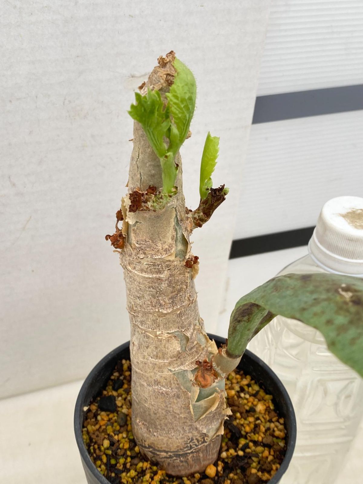 9344 「塊根植物」キフォステンマ ユッタエ 大 植え【発根・Cyphostemma juttae・ブドウ亀】 - メルカリ