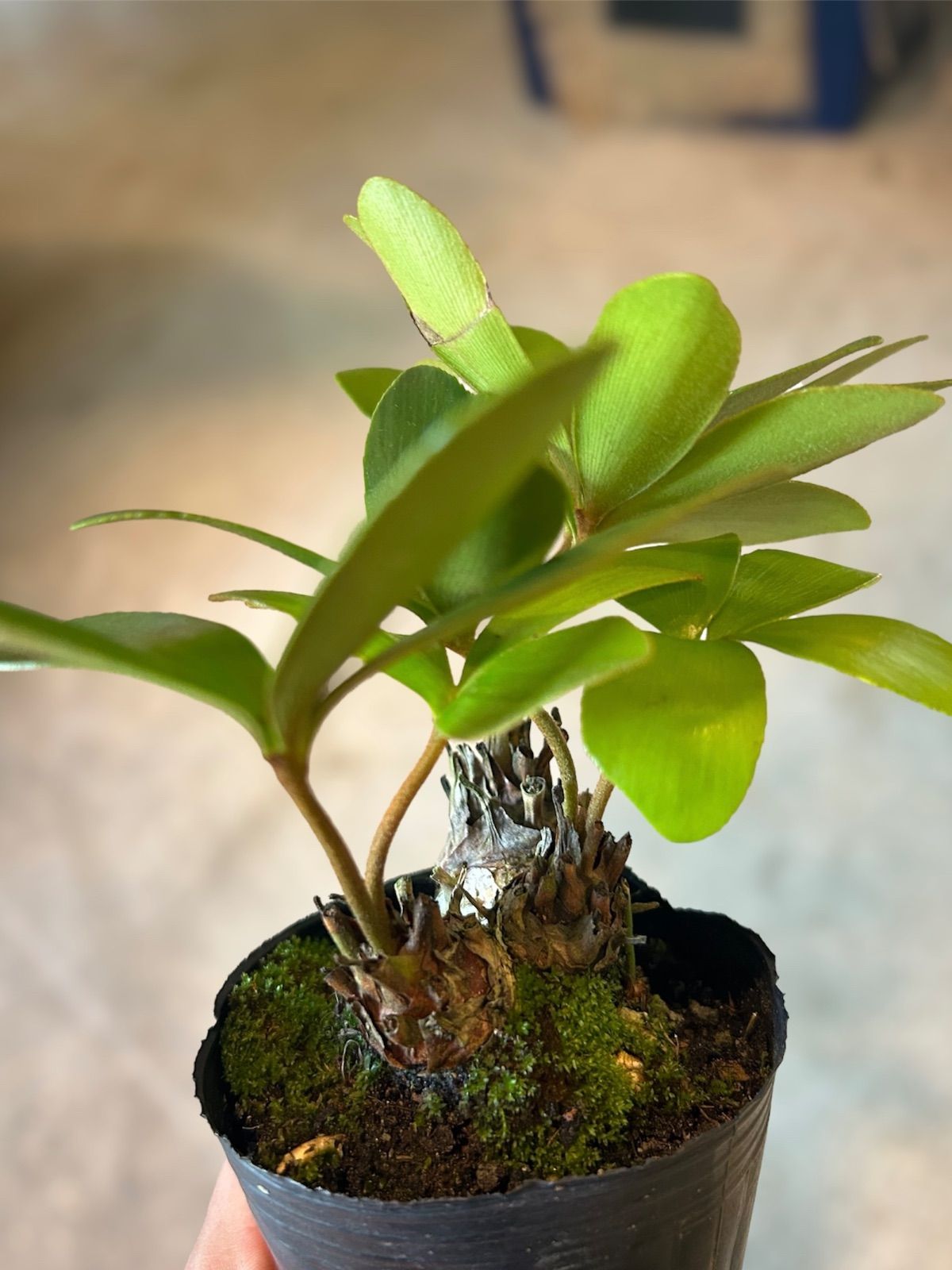 多頭ザミア メキシコソテツ (3頭)② - メルカリ