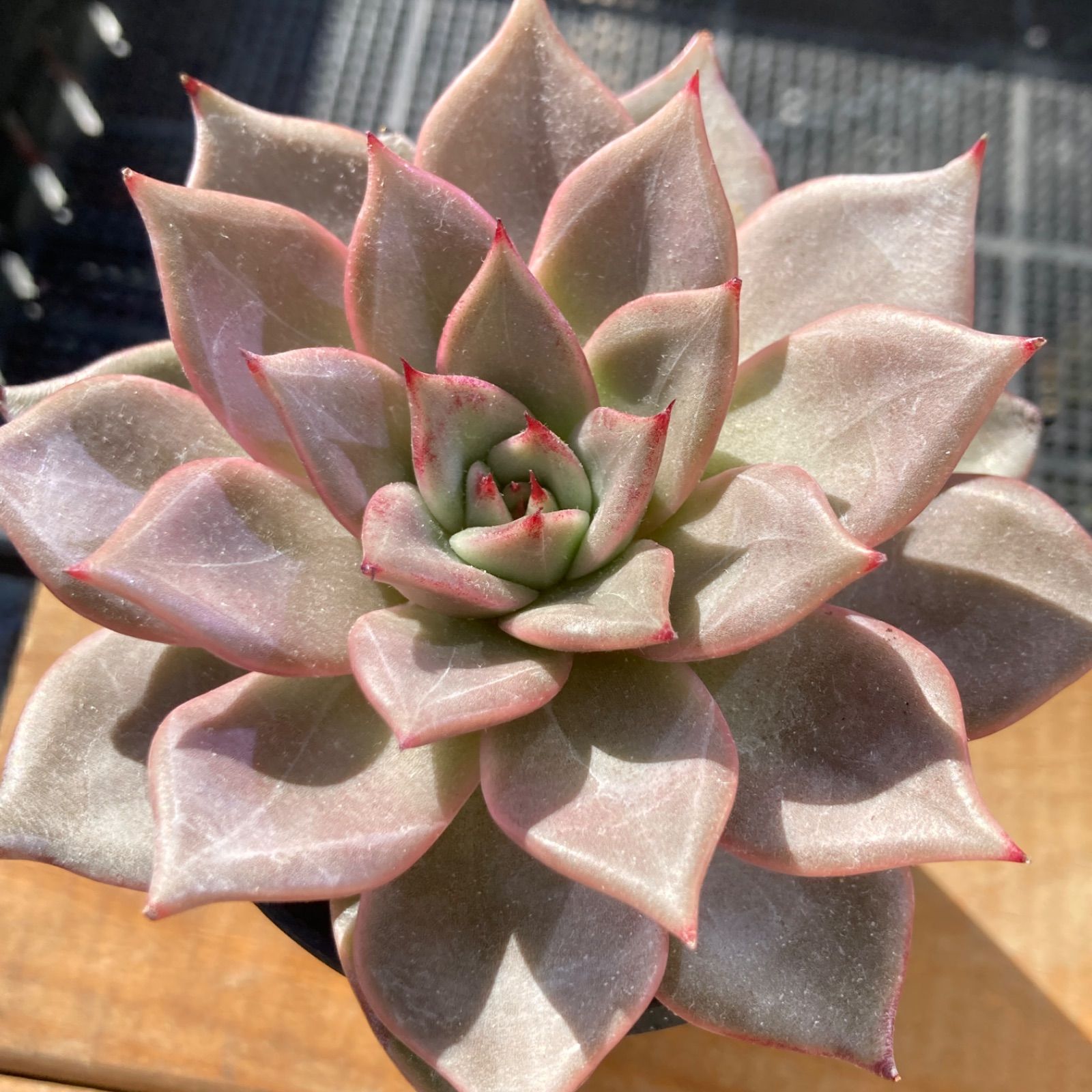 新入荷】エケべリア 韓国苗 不明種D 多肉植物｜ポコ多肉 - メルカリ