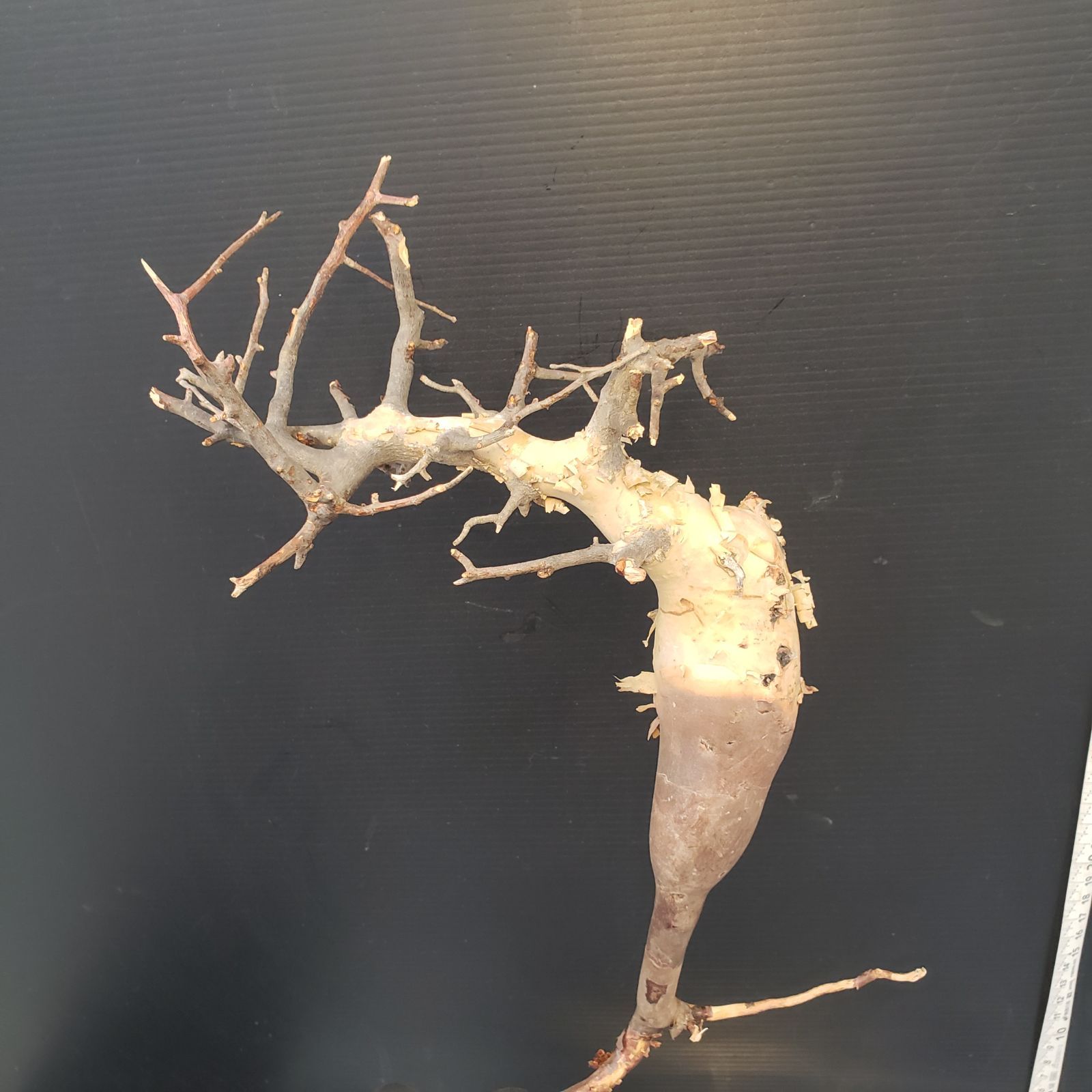 Z427 最新到着 Commiphora カタフピュア 現地球 抜き苗 灌木系 塊根植物 コミュフォラ カタフピュア