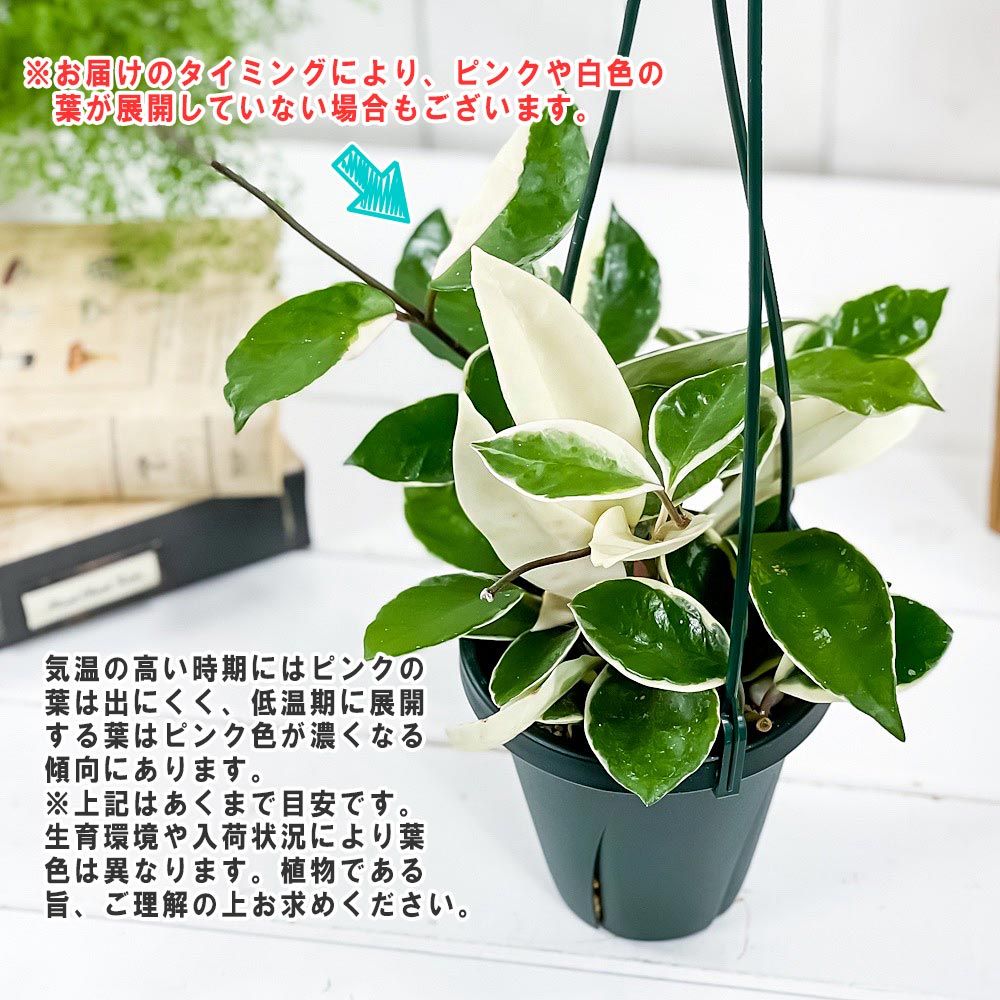 HOYA 宝飾ルビー&プラチナのデコレーション 度数なし 淡いピンクの