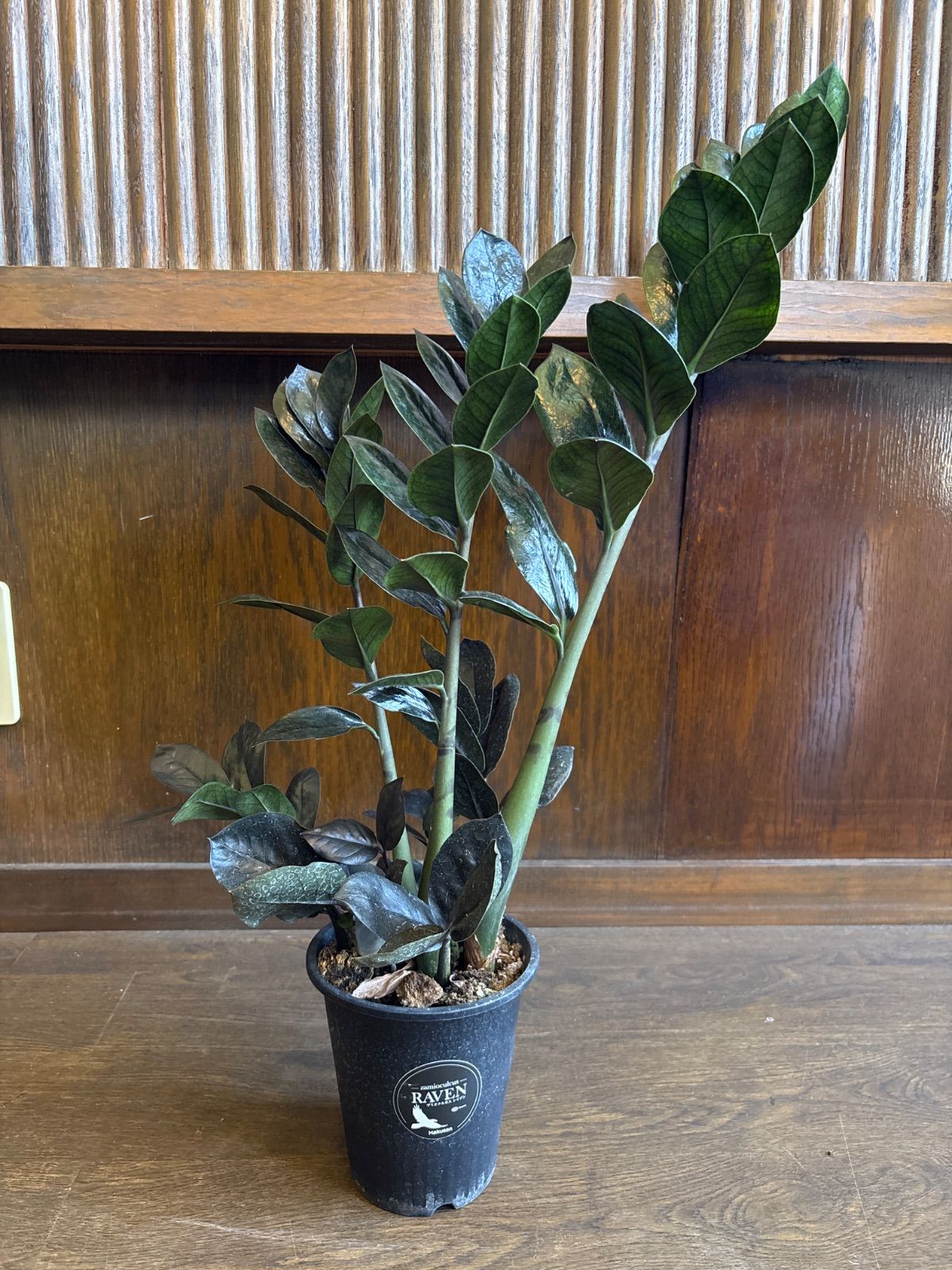 ザミオクルカス・レイヴン ザミオクルカス レイヴン | 株式会社ハクサン｜花や植物、園芸資材を取扱う