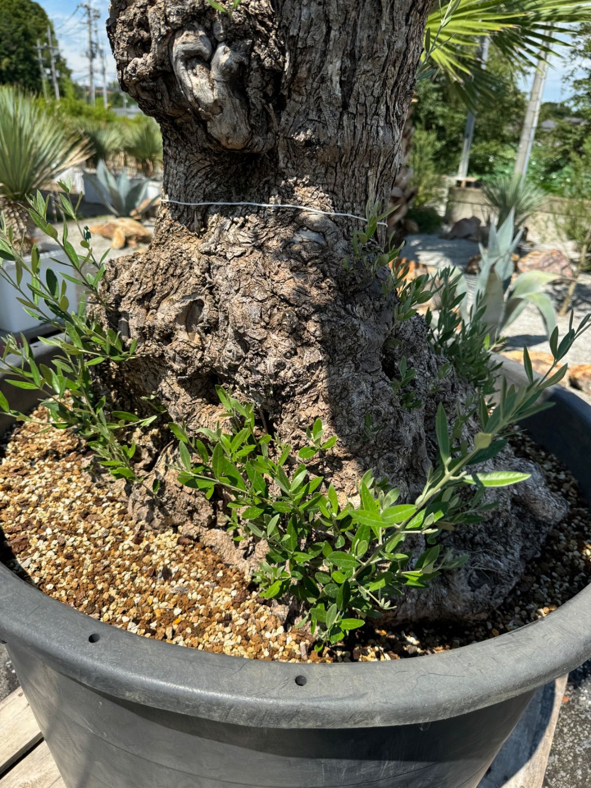 オリーブ古木 No.3 ロックガーデン ドライガーデン 南国植物 - メルカリ