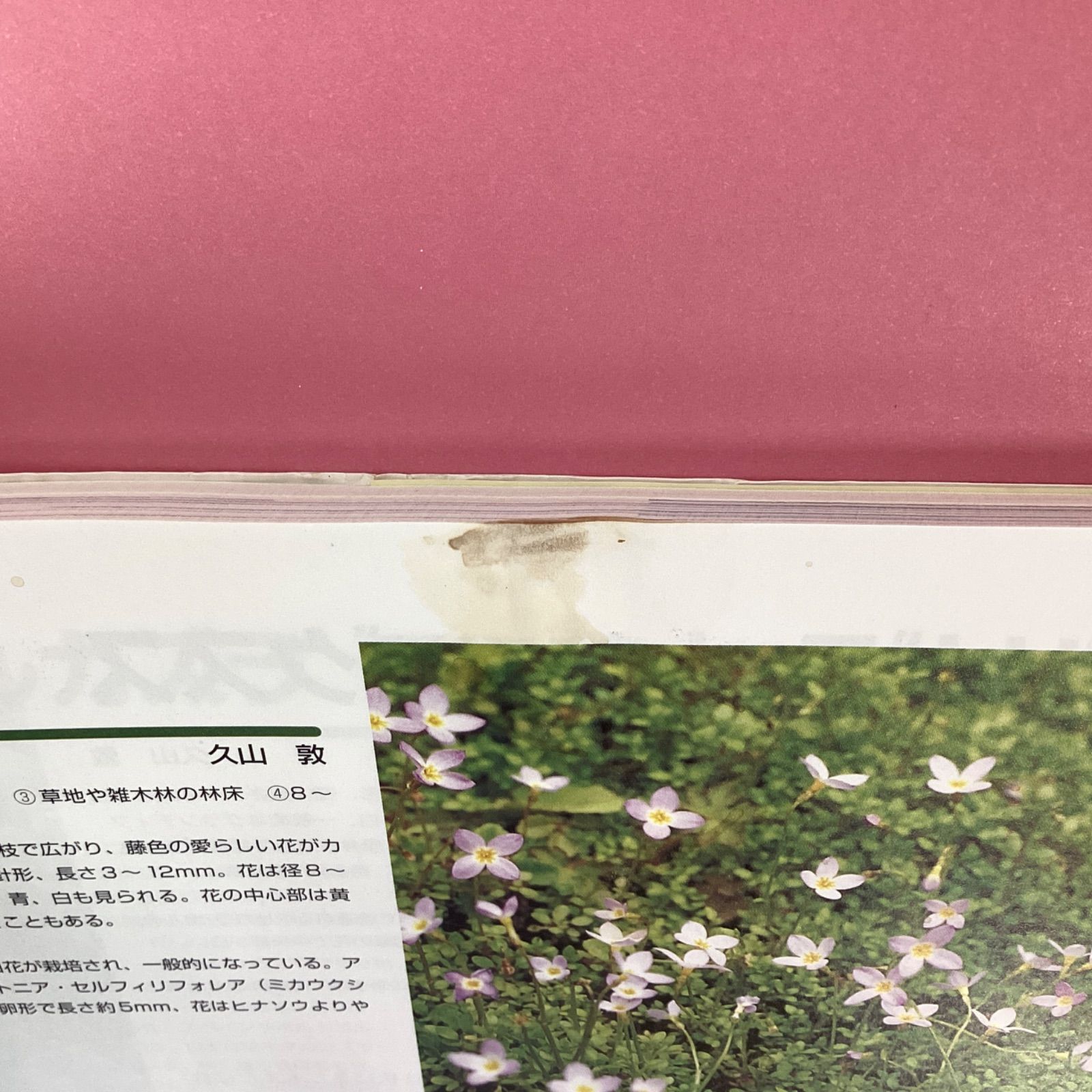 四季の山野草栽培 別冊NHK趣味の園芸　c16_2682-3