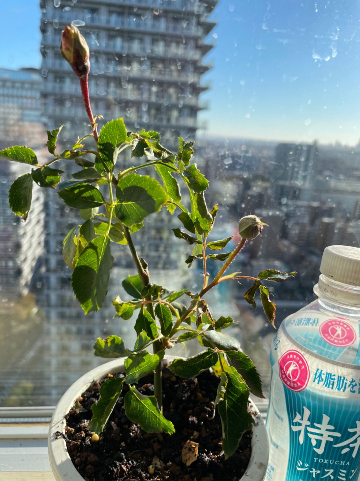 蕾二つ付き♡超強香！大好きな薔薇 絶世の氷美人 バラ苗 数量