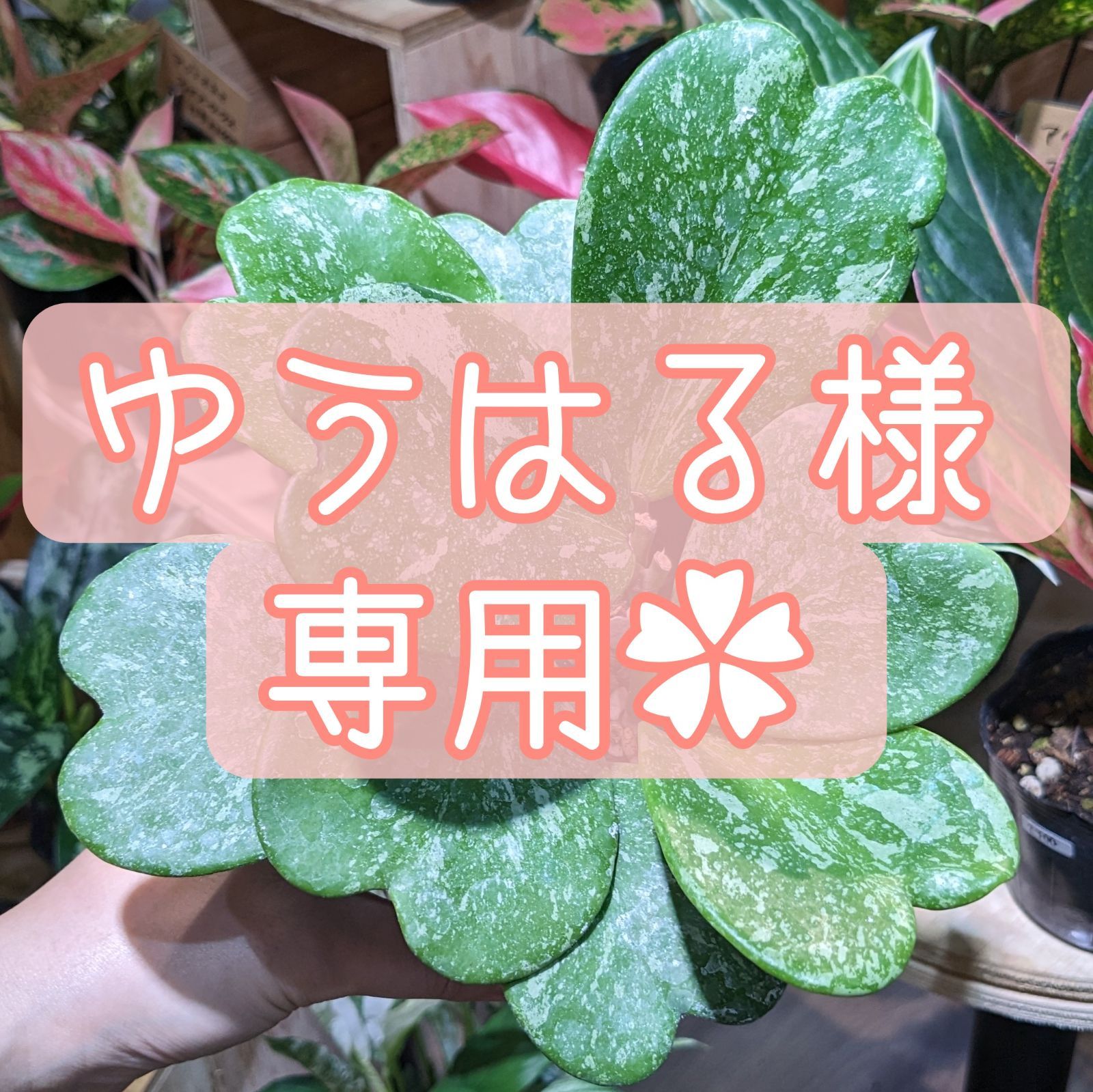 ゆうはる様専用(*^^*) - 植物と犬服のお店NOKO's - メルカリ