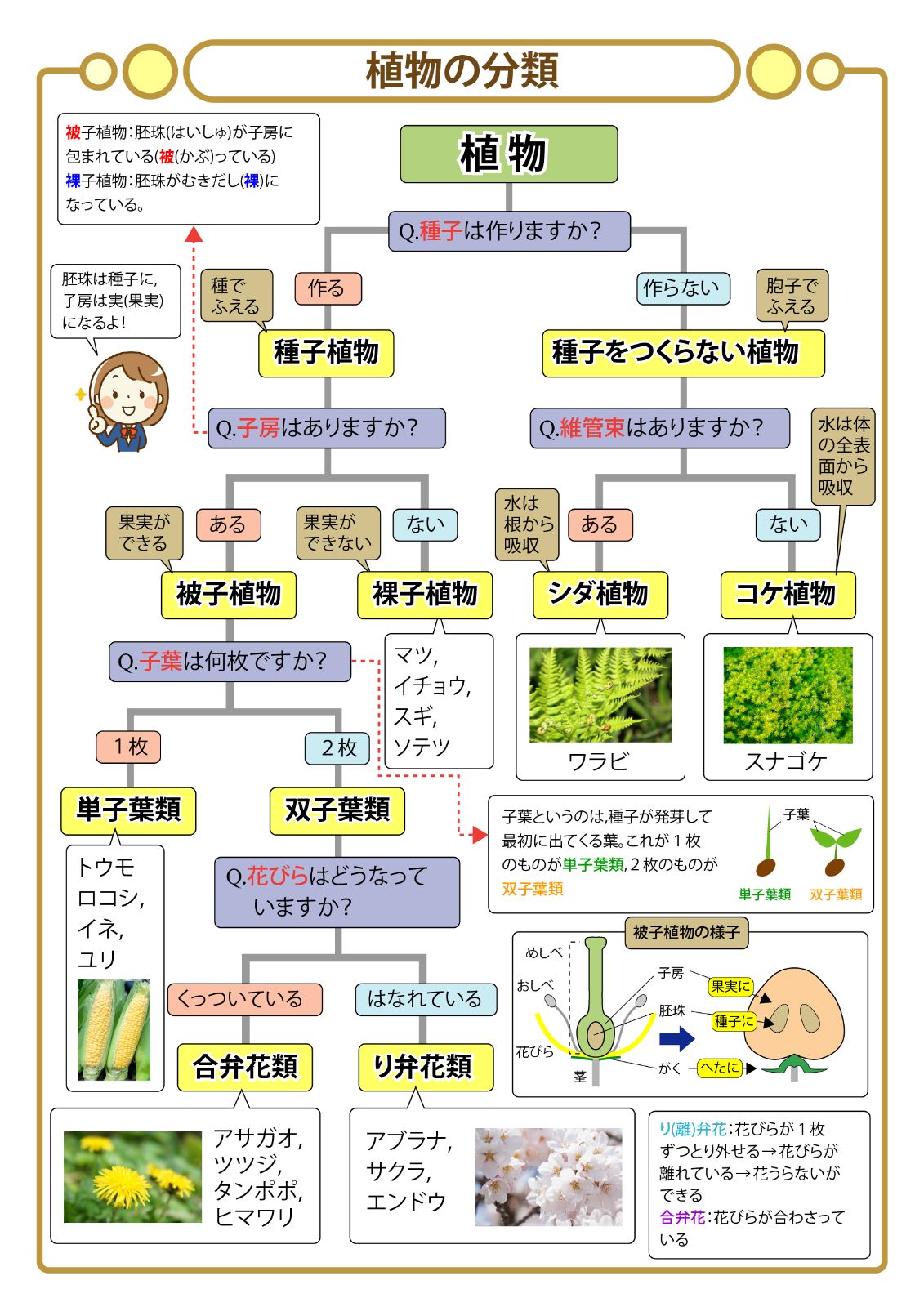 お買い得セット「中学受験・頻出用語・ポイントにしぼったまとめカード