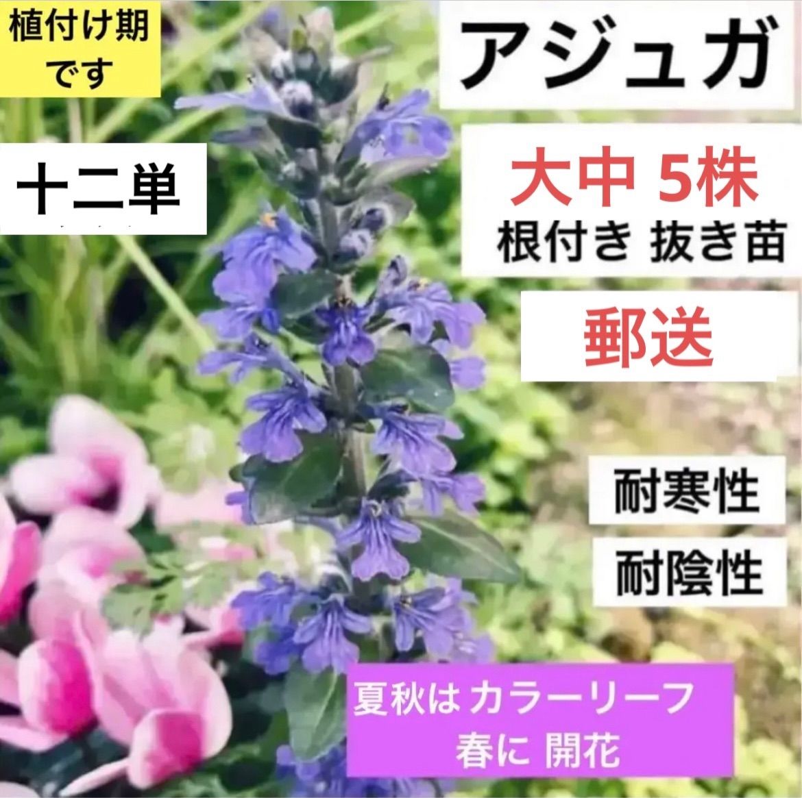 アジュガ苗 確認用 【公式通販】