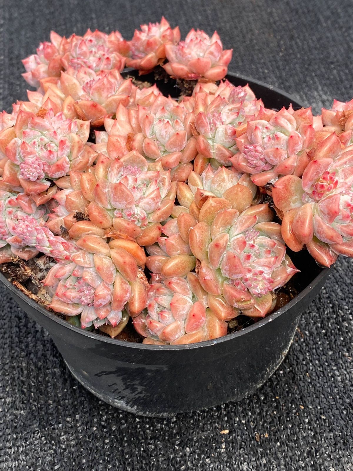 抜き苗 シモノハナ DP2024×12株 ふっくら 多肉植物 エケベリア