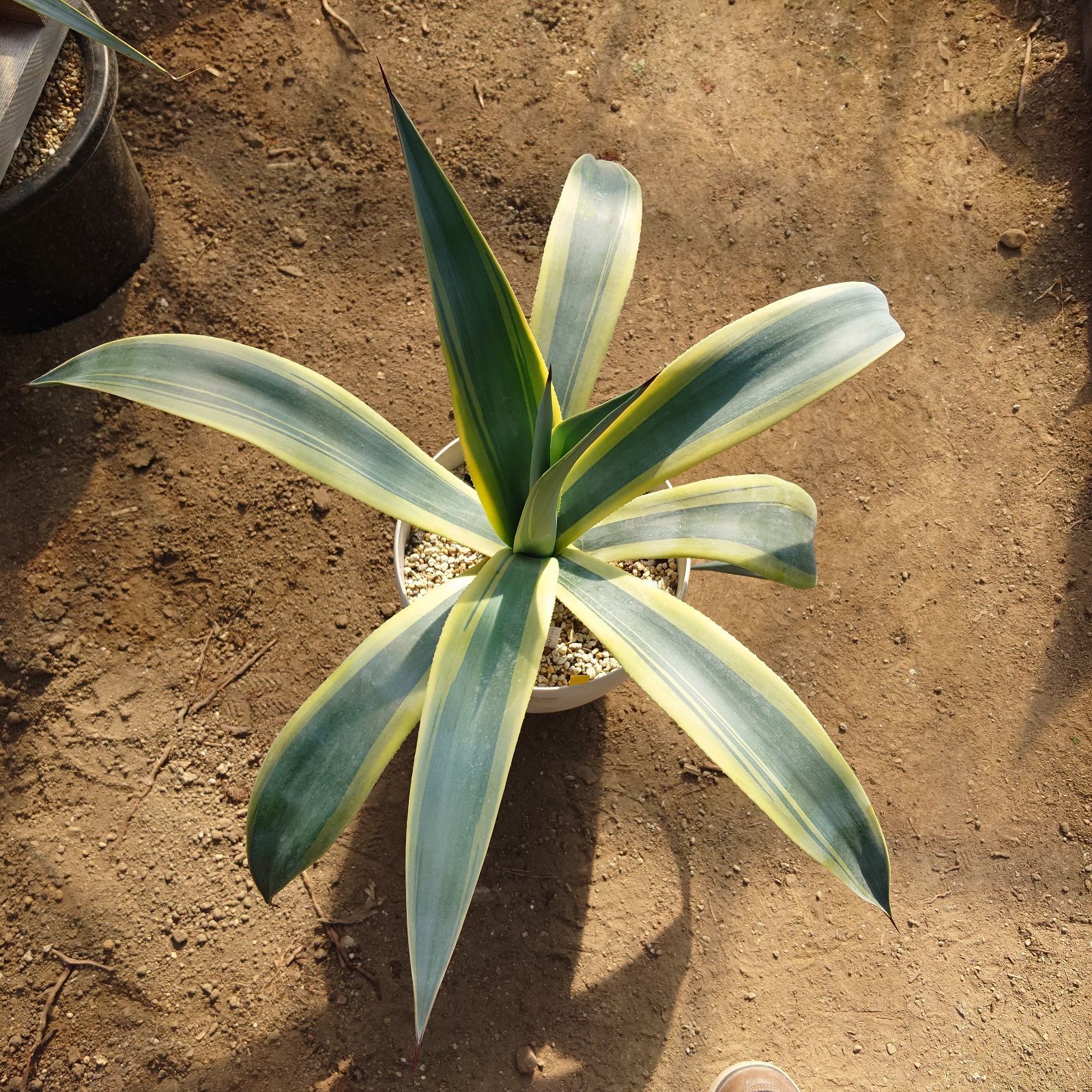 アガベ ウェベリー アリゾナスター AGAVE 60㎝ 【楽天市場】多肉植物