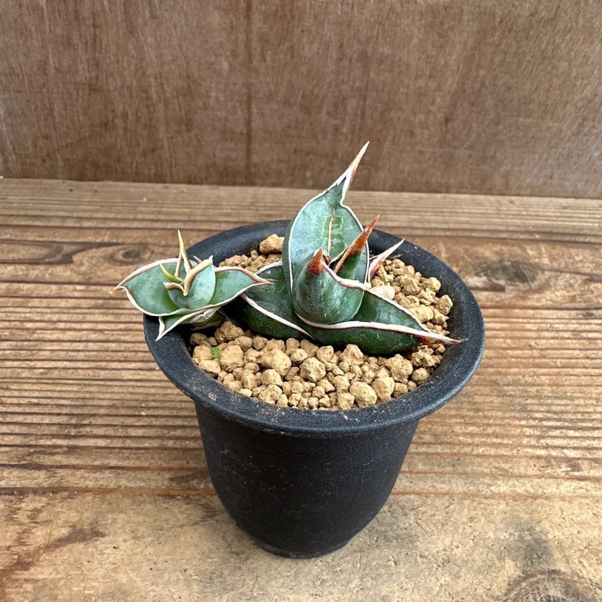 サンセベリア ピングイキュラ ②ポット付き 現品 Sansevieria