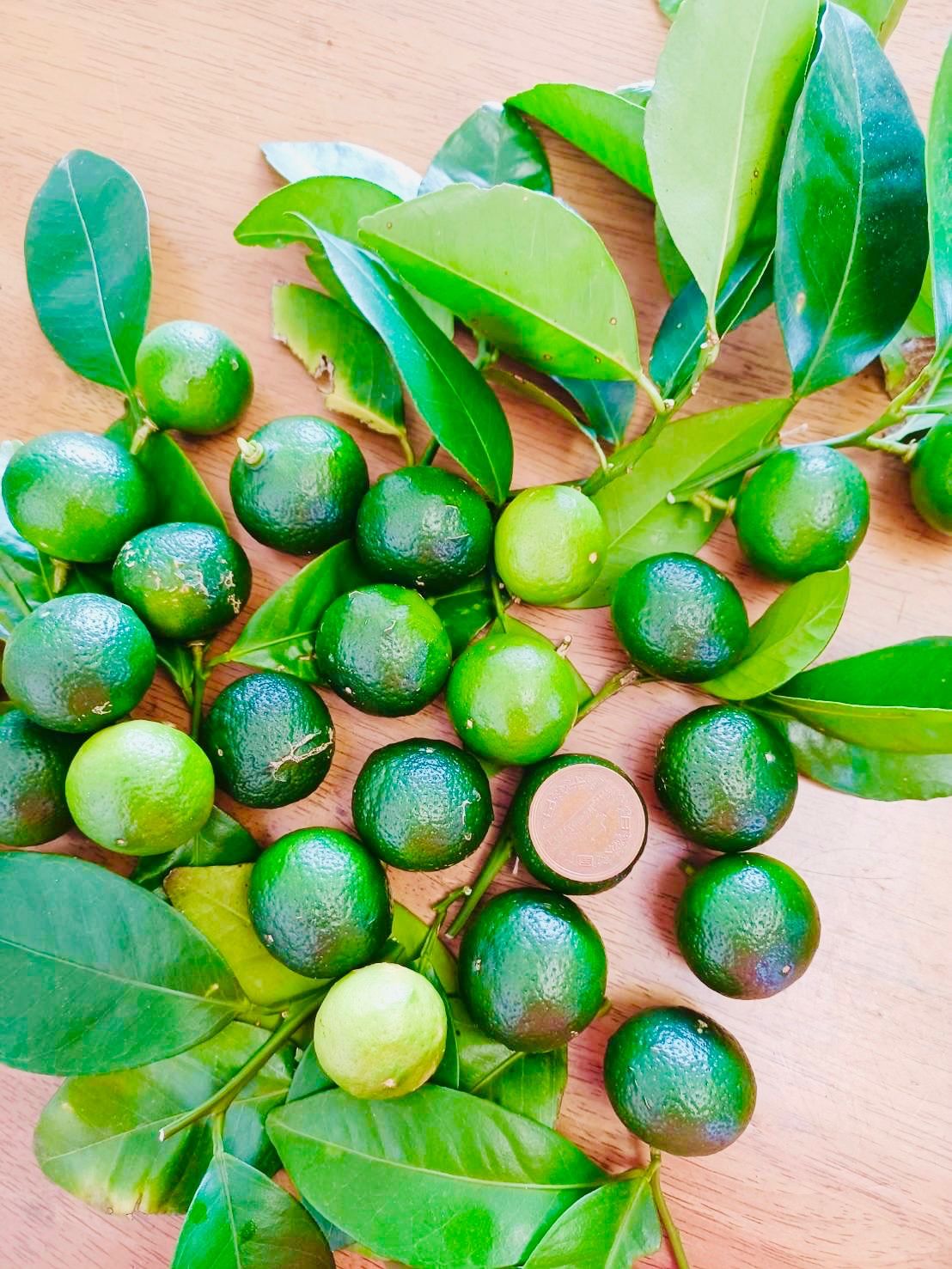 最高級、甘柿の苗木、1年生３株セット＋選べる粗品付き。送料無料。 最高級、甘柿の苗木、1年生3株セット＋選べる粗品付き。送料無料。 甘