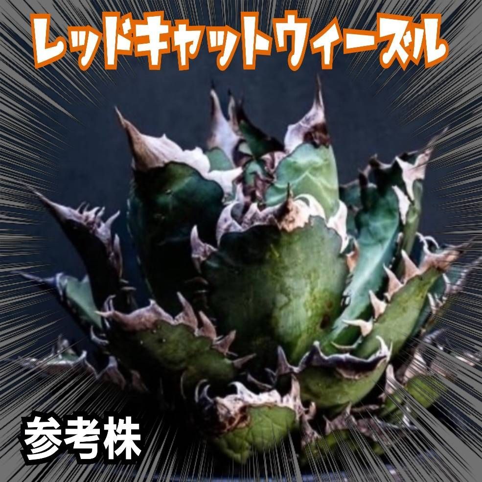 アガベ　チタノタ　レッドキャットウィーズル　赤猫　極上血統メリクロン株　ウイルスに感染していない状態の「ウイルスフリー」です！