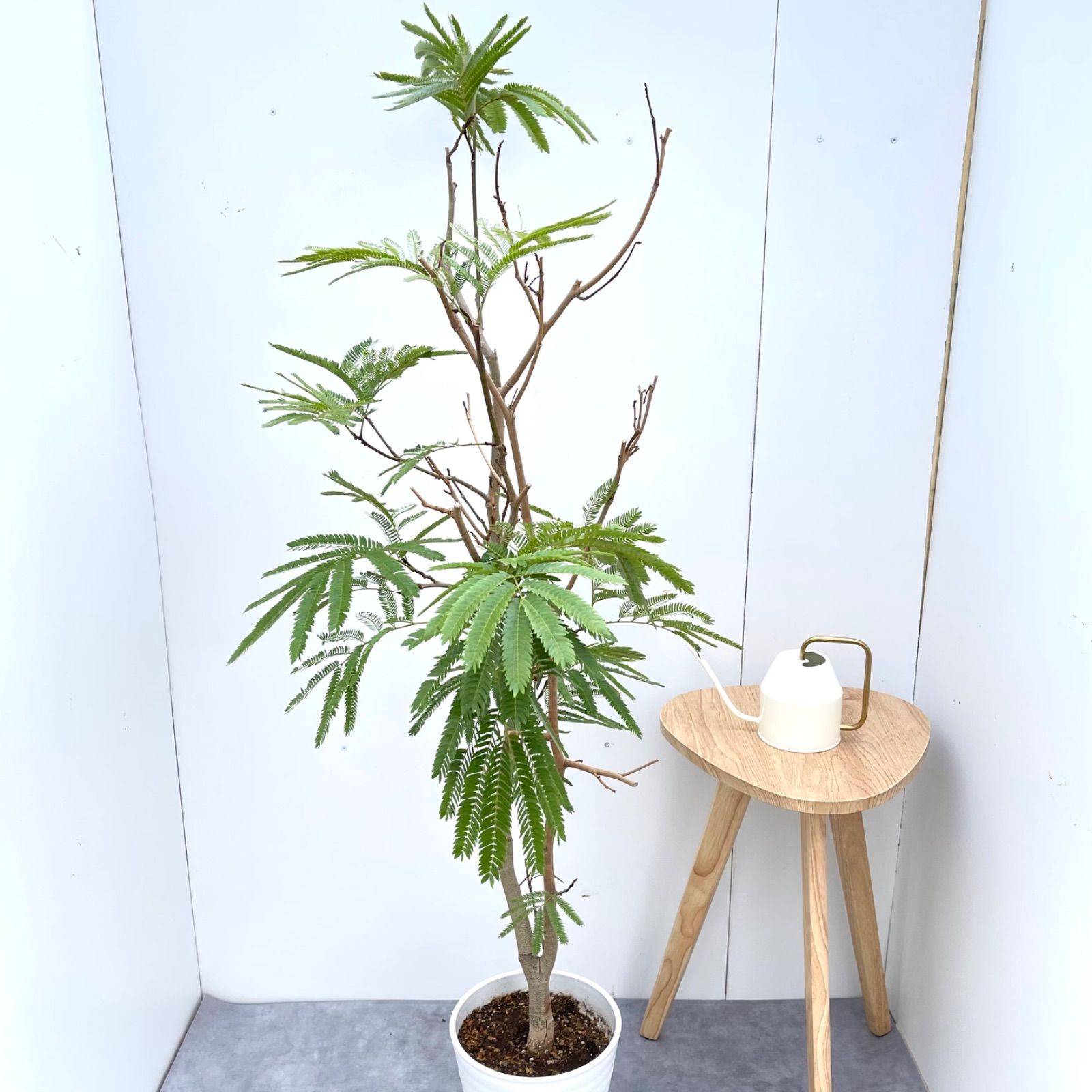 エバーフレッシュ 曲がり 8【現品】観葉植物 大型 室内 現品］5番
