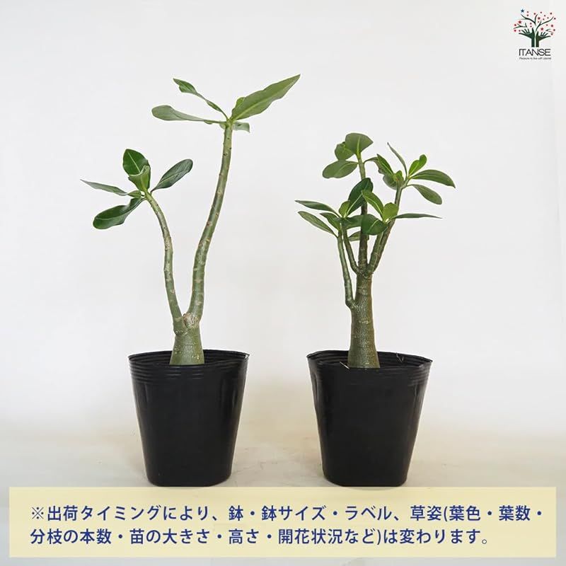 キョウチクトウ科 別名