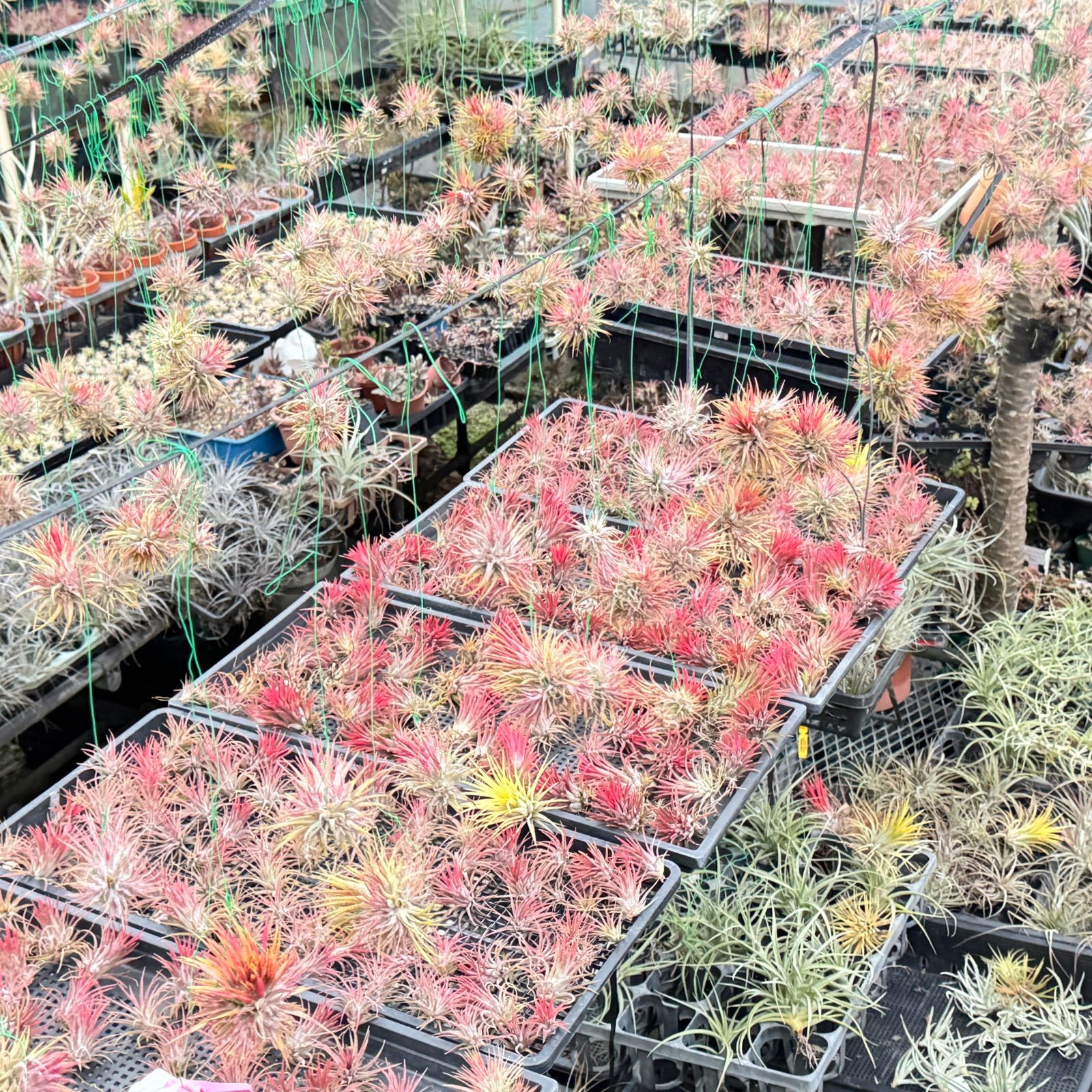 クランプ大＊ チランジア キセログラフィカ × ブラキカウロス