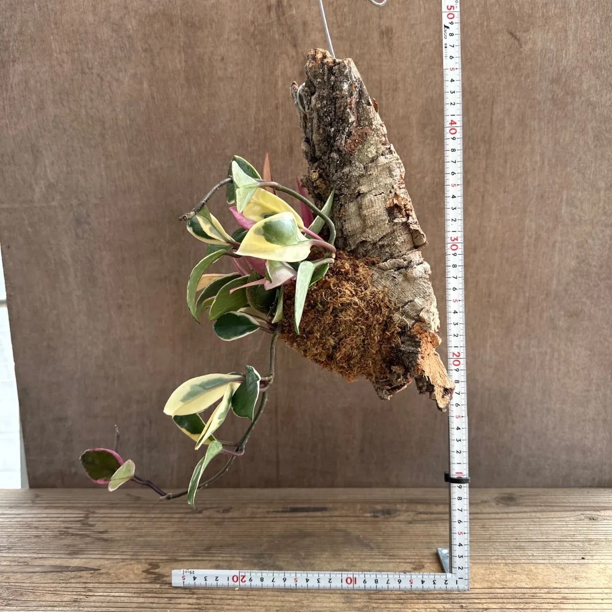 ホヤ カルノーサ リップカラー コルク付け 現品 サクララン 桜蘭 Hoya