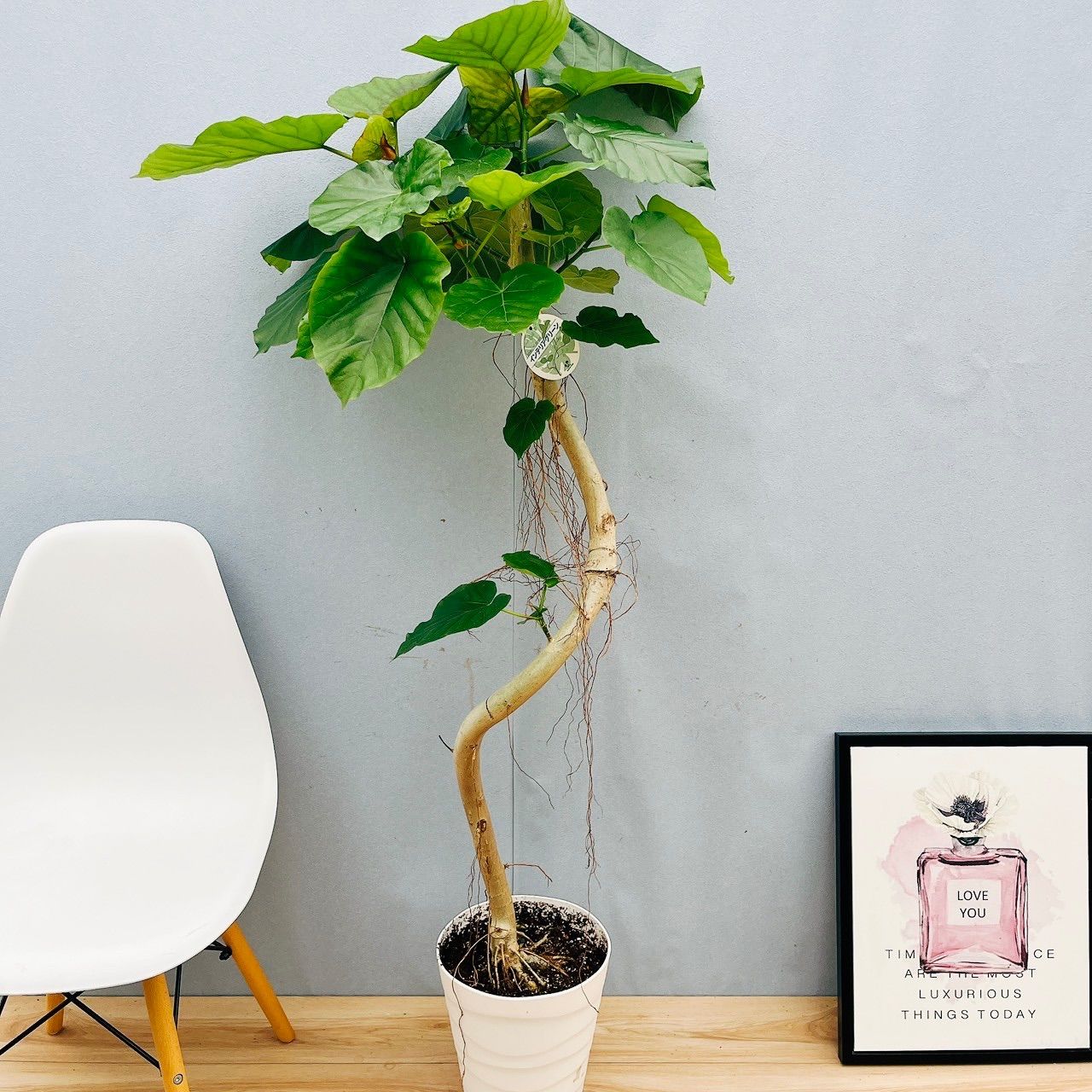 在庫］ ※ラスト1点※ ♡かわいい♡ フィカス クリアランス ウンベラータ