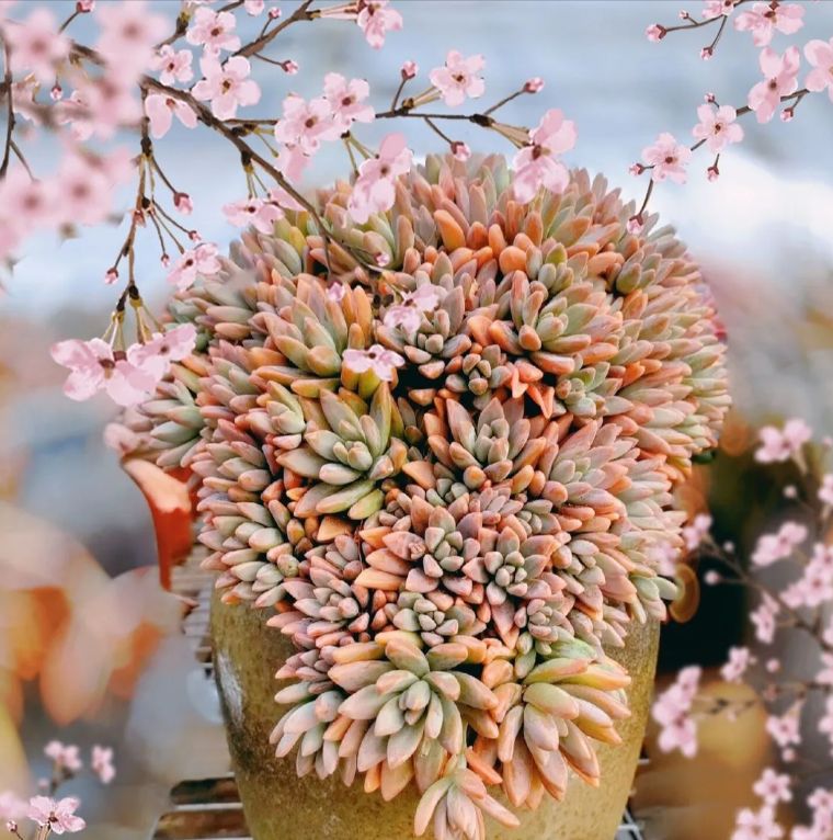 ぴ*け様 B1688-5　キュートバブル　20株　抜き苗　多肉植物 エケベリア B1688-5 キュートバブル 20株 抜き苗 多肉植物 エケベリア 韓国