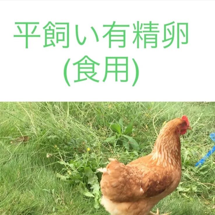 産みたて 後藤もみじ平飼い有精卵40個 メルカリShops