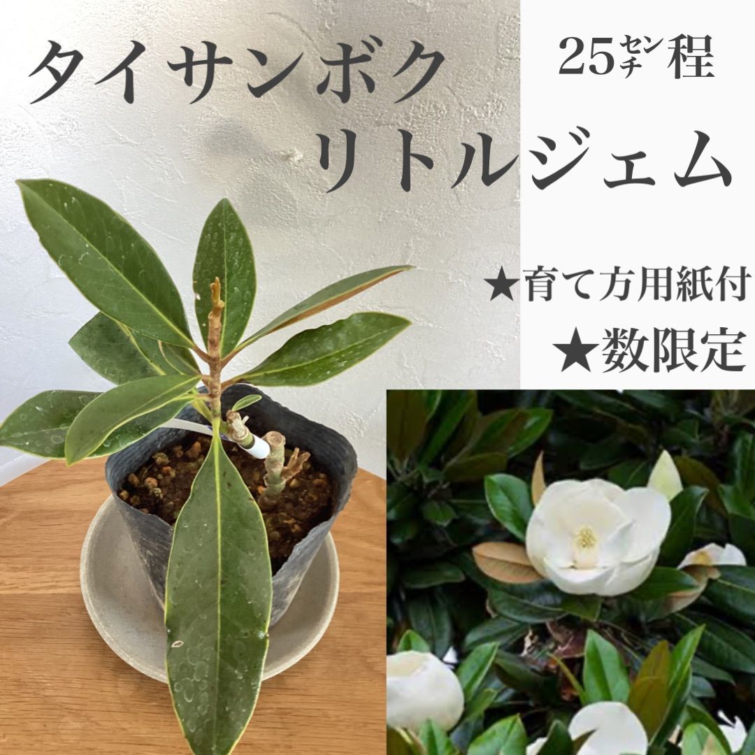 タイサンボクケイパレス泰山木苗苗木