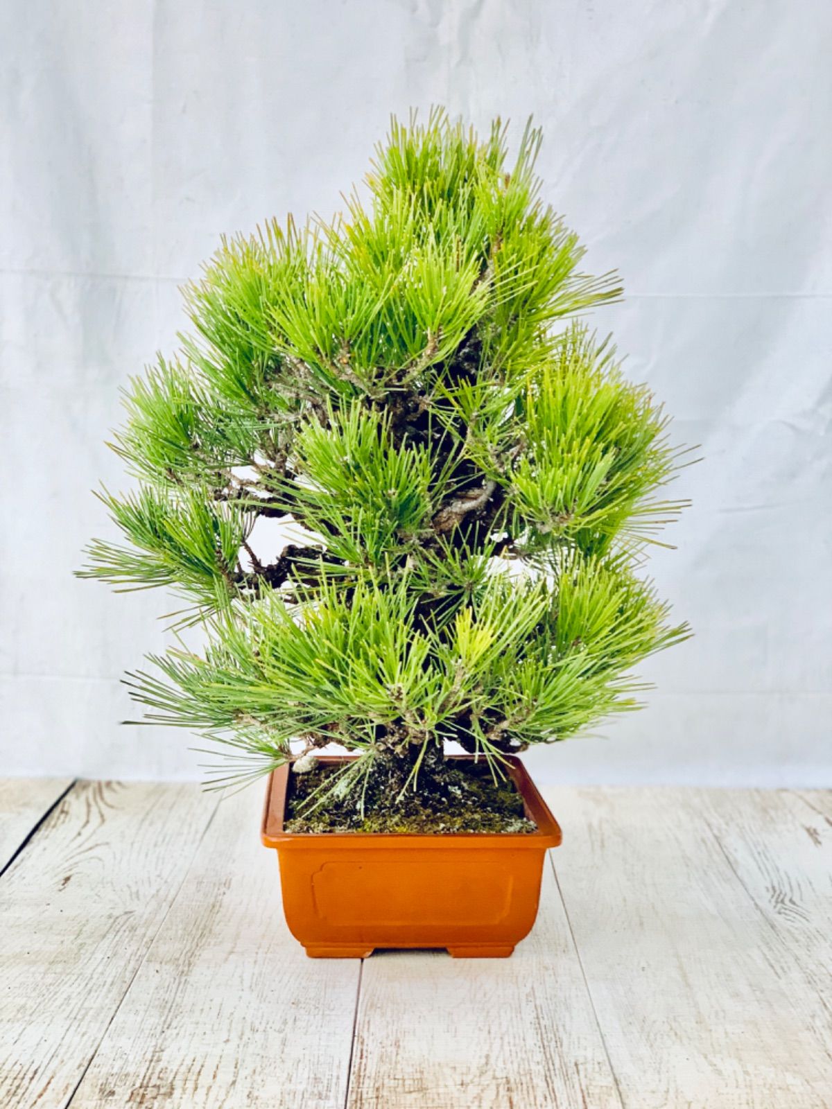 錦松(にしきまつ) 盆栽 素材 錦松 小品盆栽 にしきまつ ニシキマツ／にしきまつ／錦松 - 庭木図鑑