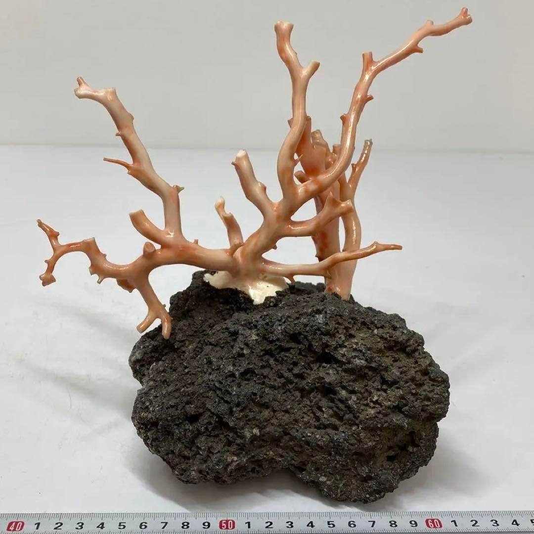 桃色珊瑚原木 本珊瑚 桃色珊瑚 原木 1982g トヒチサ 東さ6-0208① - メルカリ