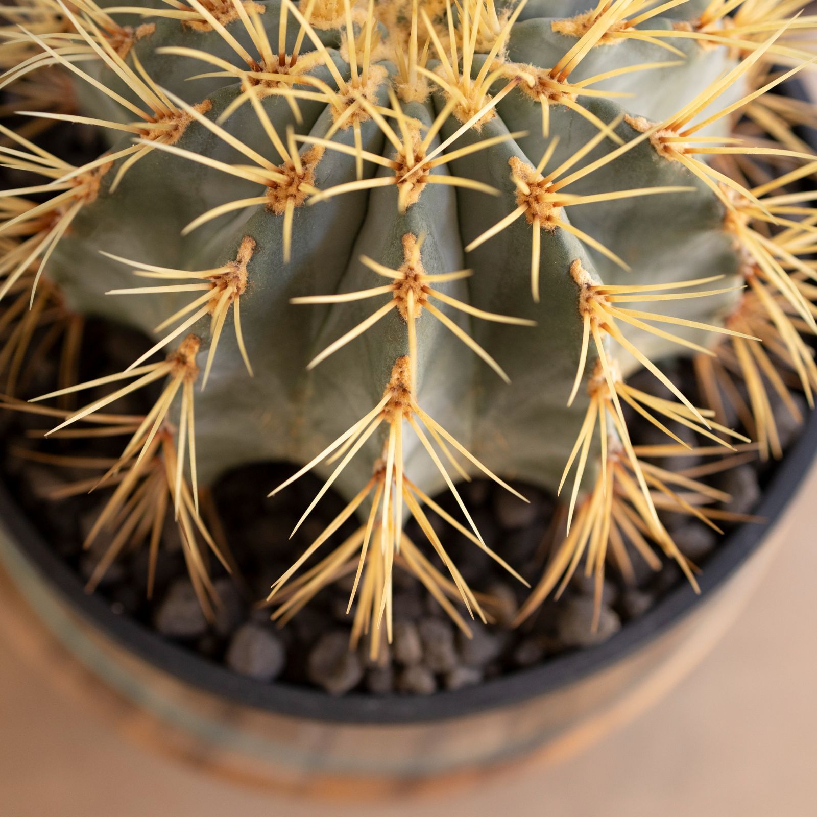 サボテン　王冠竜　鉢8号　24センチ サボテン 王冠竜 鉢8号 24センチ サボテン 王冠竜 鉢8号 24センチ