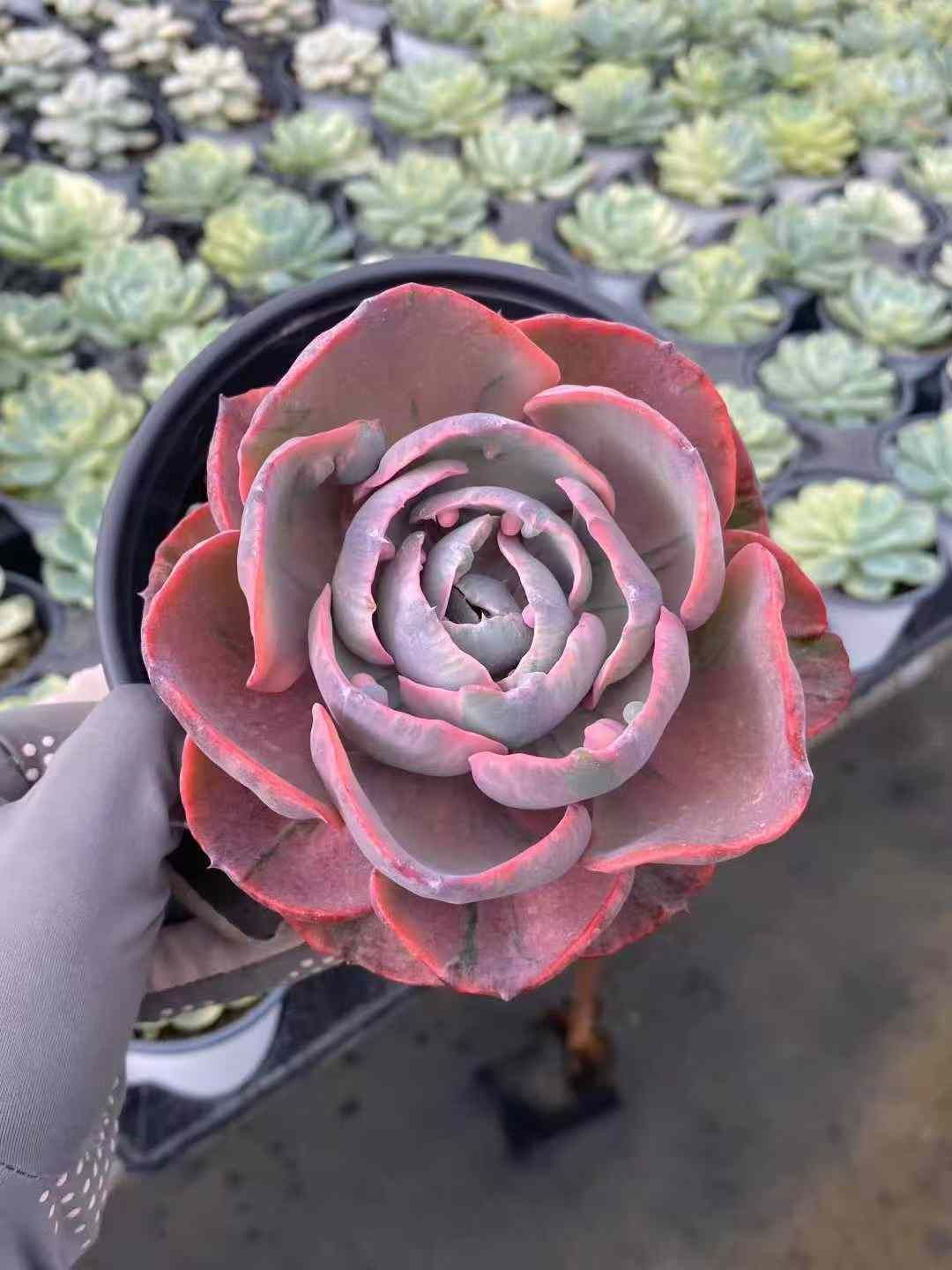新入荷ノツキニシキ MY270×18鉢 抜き苗 多肉植物 アエオニウム