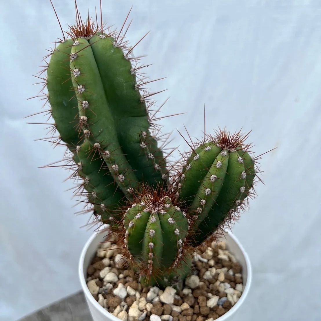 フォーカリア 種子24種類 20粒ずつセット フォーカリア 種子24種類